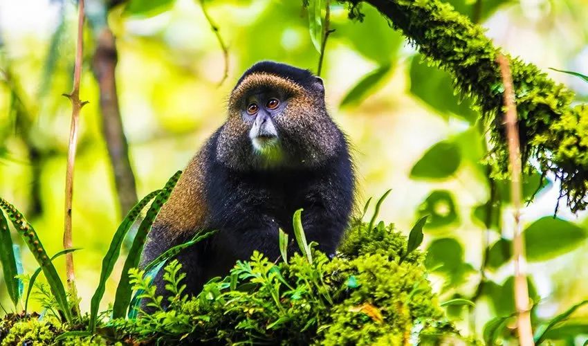 You are currently viewing 5 Days – Best of Uganda Safari