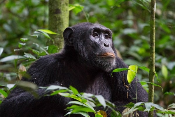 You are currently viewing 6-Day Primate Safari – Uganda