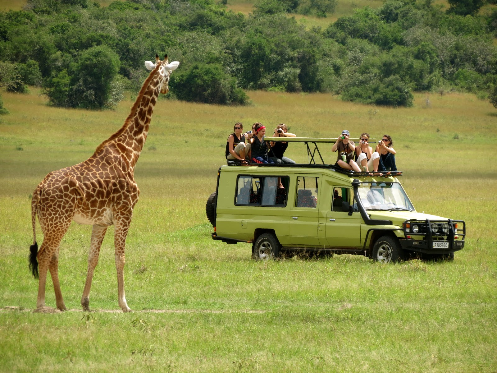 You are currently viewing Top Wildlife Safari Activities in Uganda: Your Ultimate Adventure Guide
