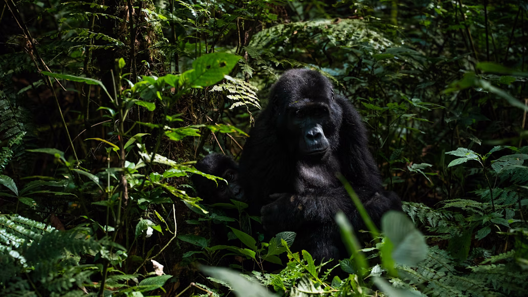 Read more about the article Are Gorilla Safaris in Uganda Safe? Here’s What You Need to Know